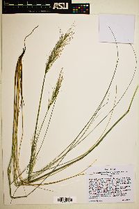 Pappostipa speciosa image