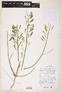 Chylismia brevipes image