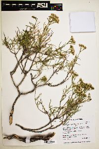 Eriogonum leptophyllum image