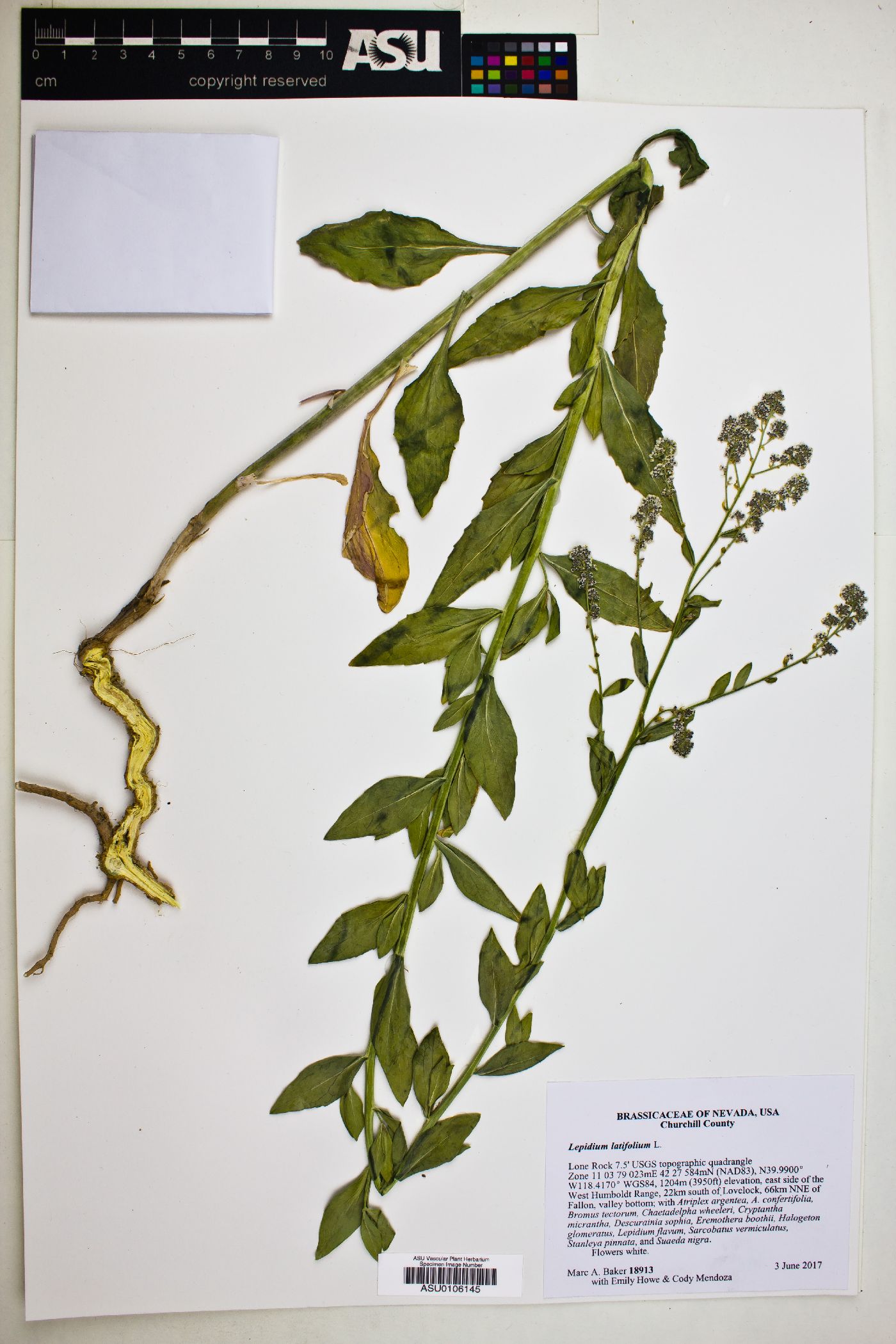 Lepidium latifolium image