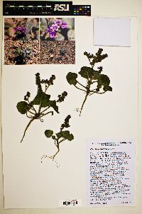 Phacelia pachyphylla image
