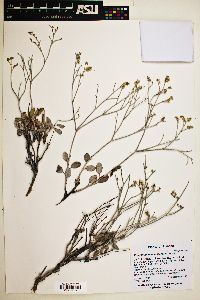 Eriogonum nummulare image