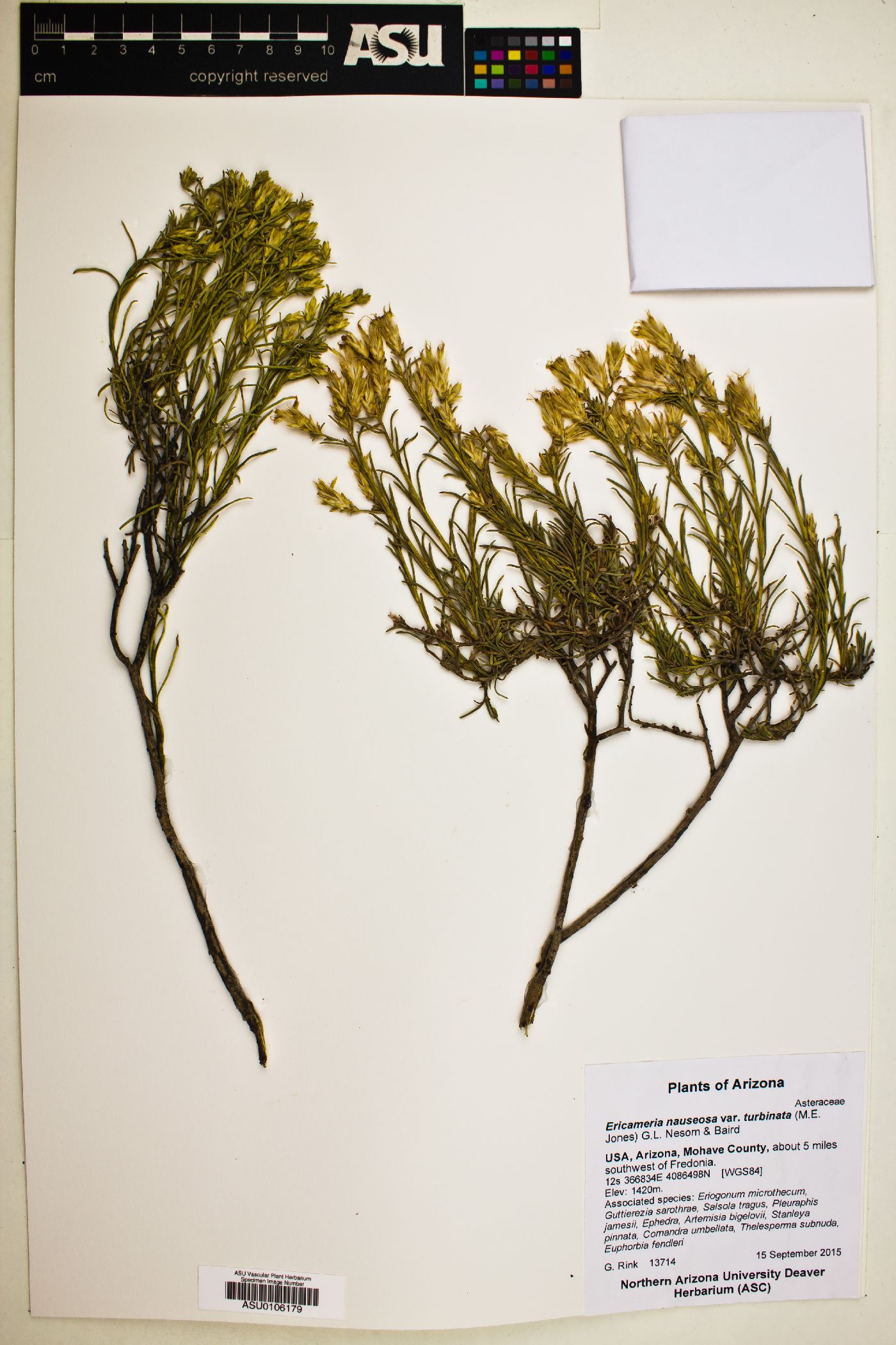 Ericameria nauseosa var. turbinata image