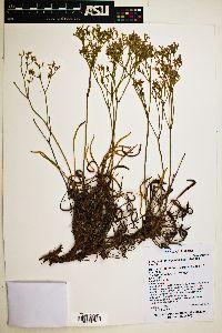 Eriogonum thompsoniae image