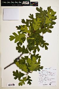 Quercus emoryi image