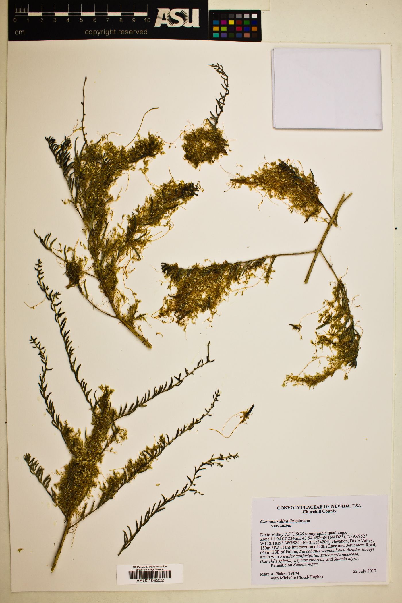 Cuscuta salina var. salina image