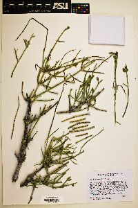 Ephedra nevadensis image