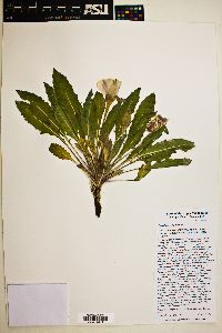 Oenothera cespitosa image