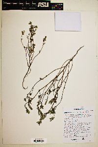 Cryptantha maritima image