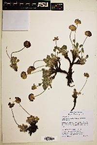 Eriogonum ovalifolium image