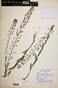 Camelina microcarpa image