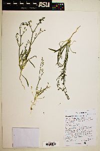 Chorizanthe brevicornu image