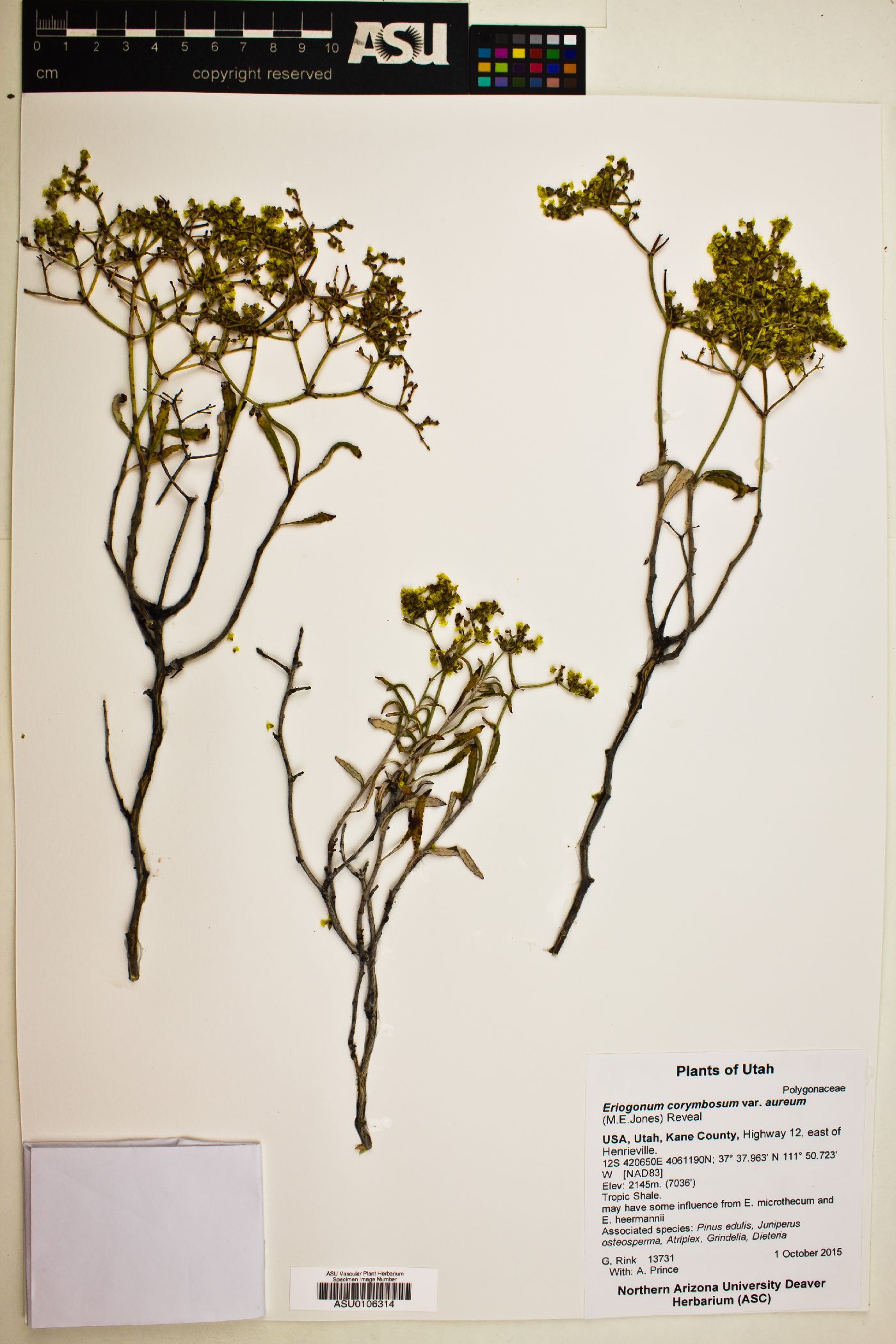 Eriogonum corymbosum var. aureum image