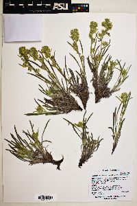 Oreocarya suffruticosa image