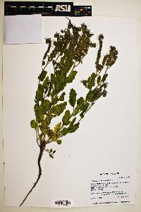 Phacelia integrifolia image