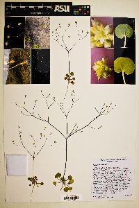 Eriogonum rubricaule image