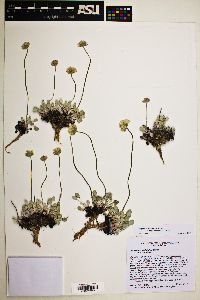 Eriogonum ovalifolium image