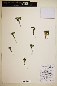 Phlox gracilis image