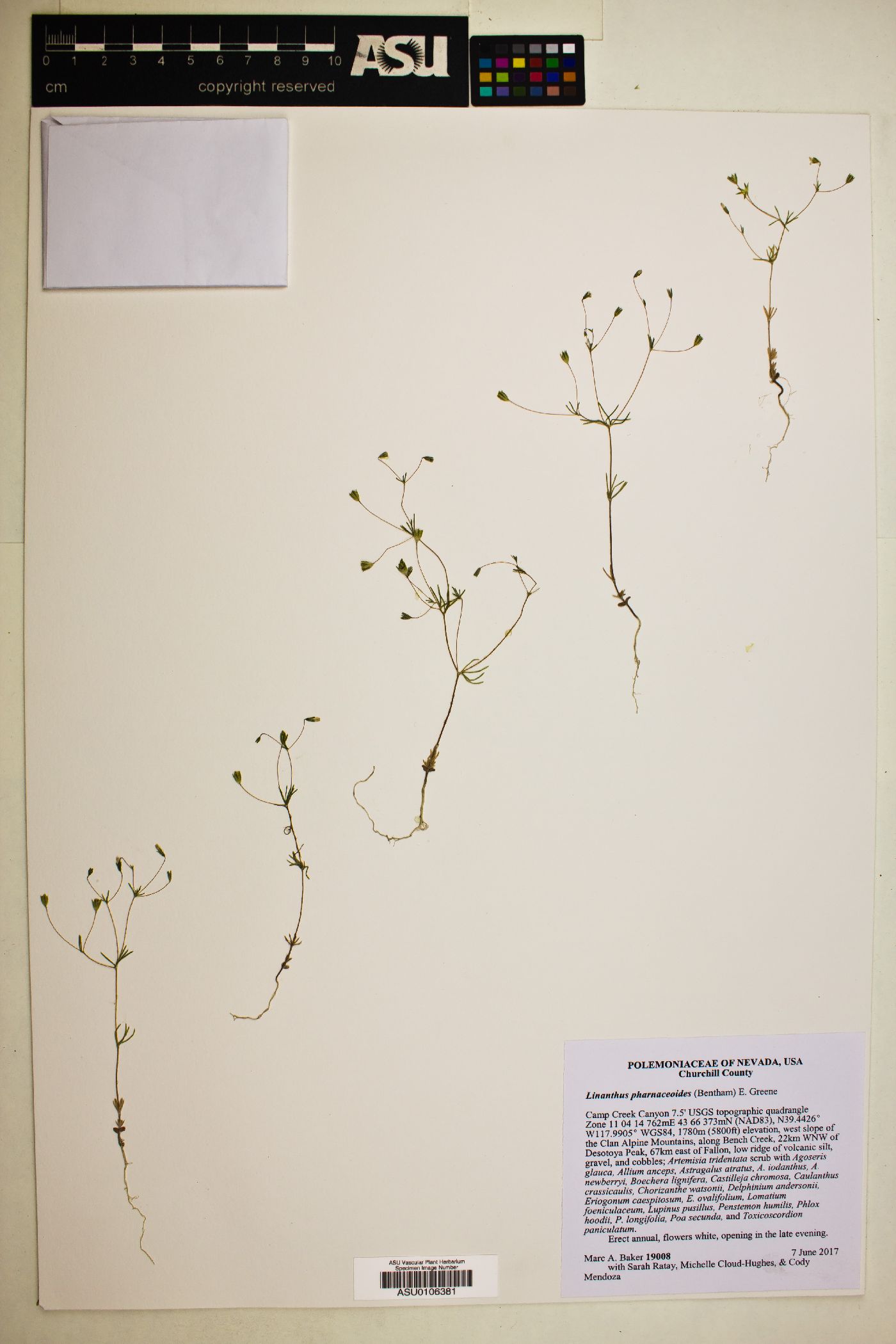 Linanthus pharnaceoides image