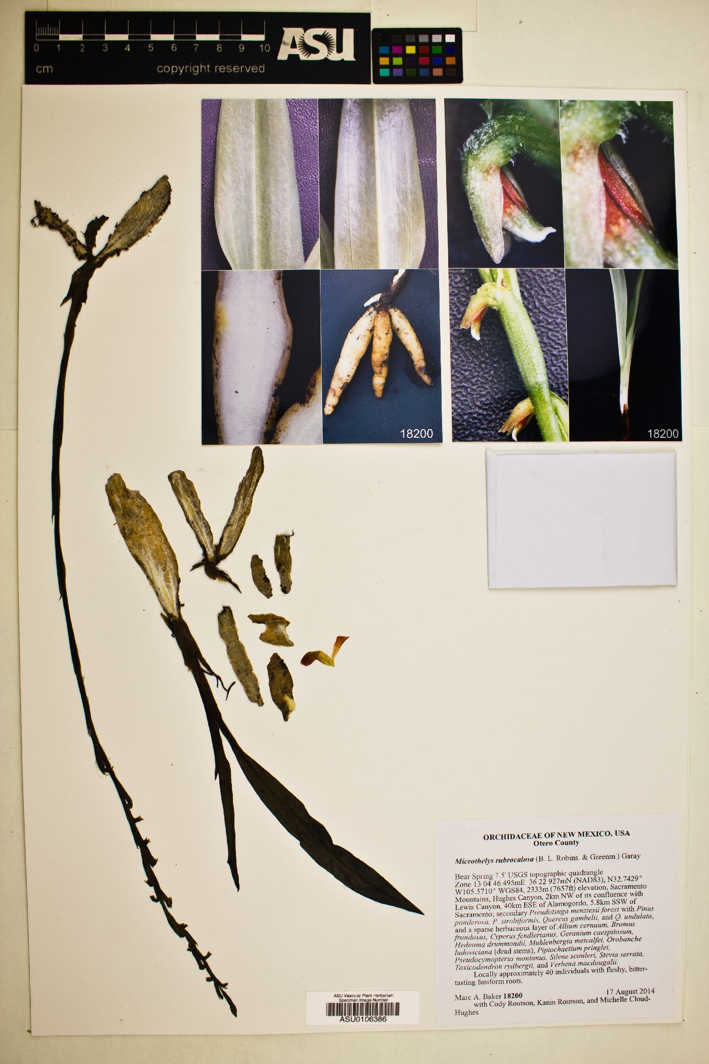 Microthelys rubrocalosa image