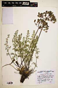 Lomatium parryi image