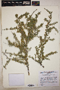 Prunus fasciculata var. fasciculata image