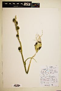 Hesperocallis undulata image