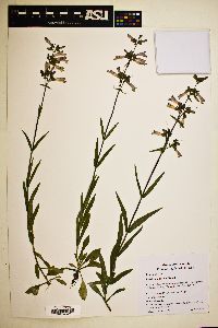 Penstemon gracilis image