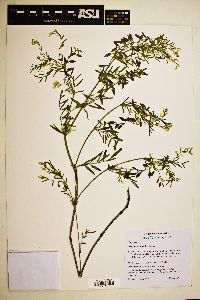 Astragalus multiflorus image