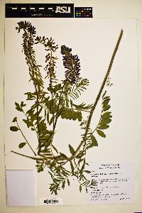 Astragalus bisulcatus image