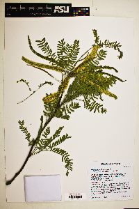 Prosopis velutina image