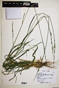 Bromus carinatus image