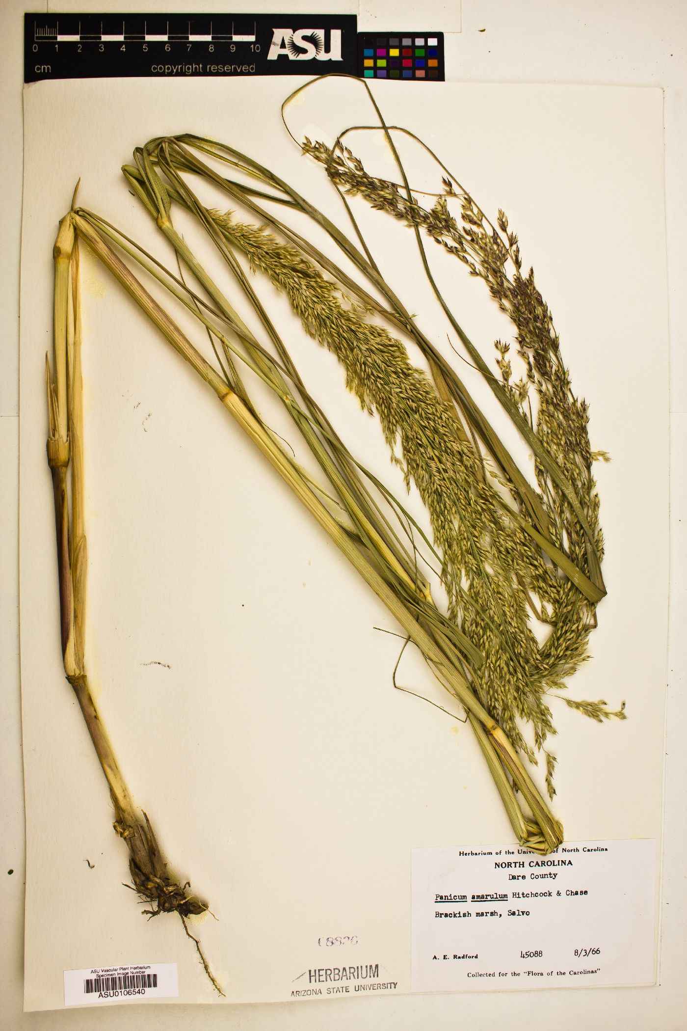 Panicum amarum subsp. amarulum image