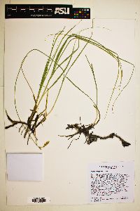 Carex praegracilis image