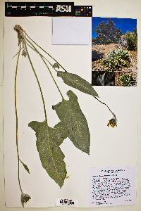 Balsamorhiza sagittata image