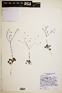 Eriogonum rubricaule image