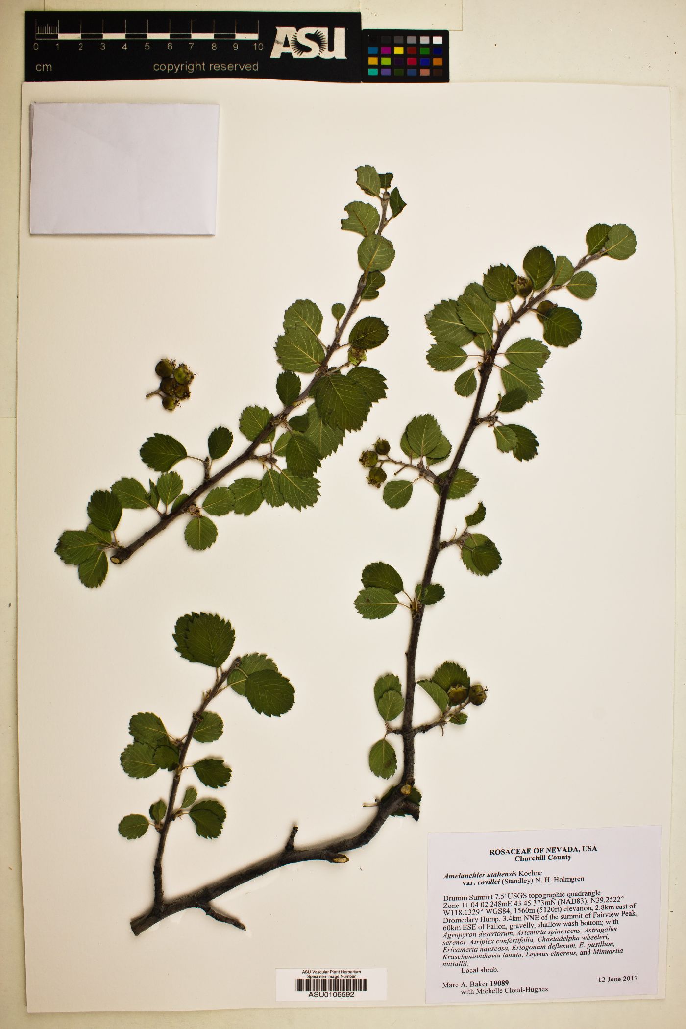 Amelanchier utahensis var. covillei image