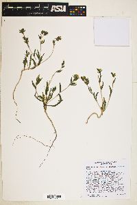 Mentzelia albicaulis image