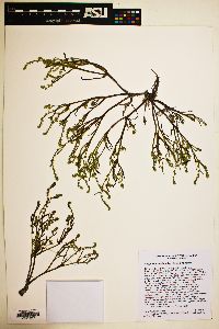 Plagiobothrys salsus image