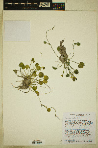 Ranunculus cymbalaria image