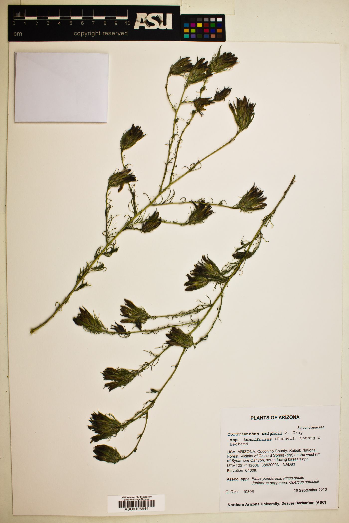 Cordylanthus wrightii subsp. tenuifolius image