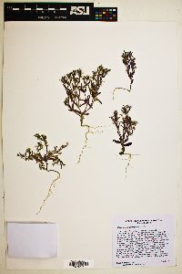 Phlox gracilis image