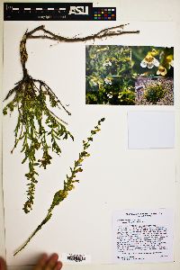 Penstemon deustus image