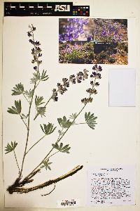 Lupinus argenteus var. argenteus image