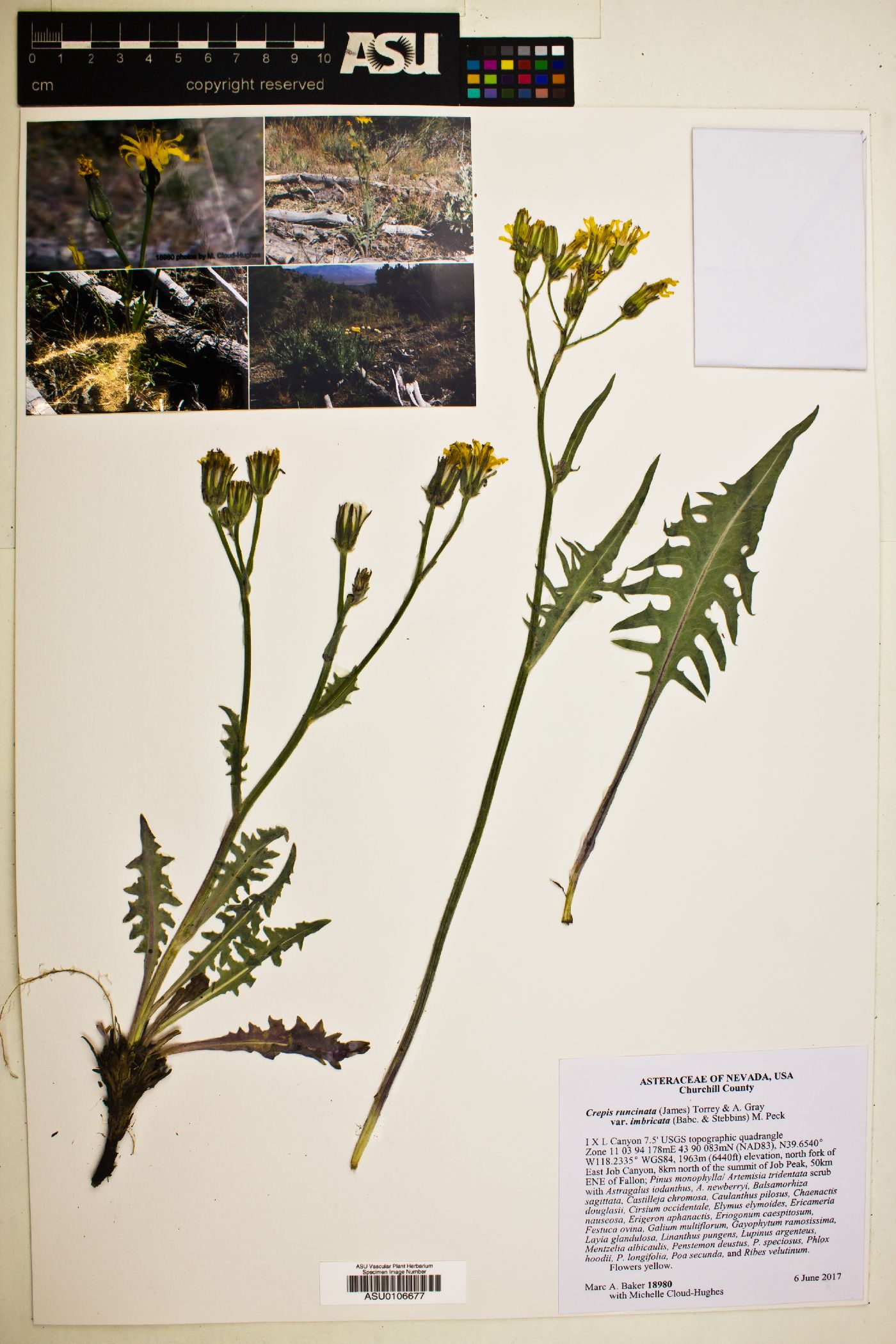 Crepis runcinata var. imbricata image