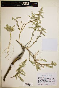 Atriplex parryi image