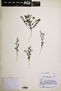 Chenopodium nevadense image