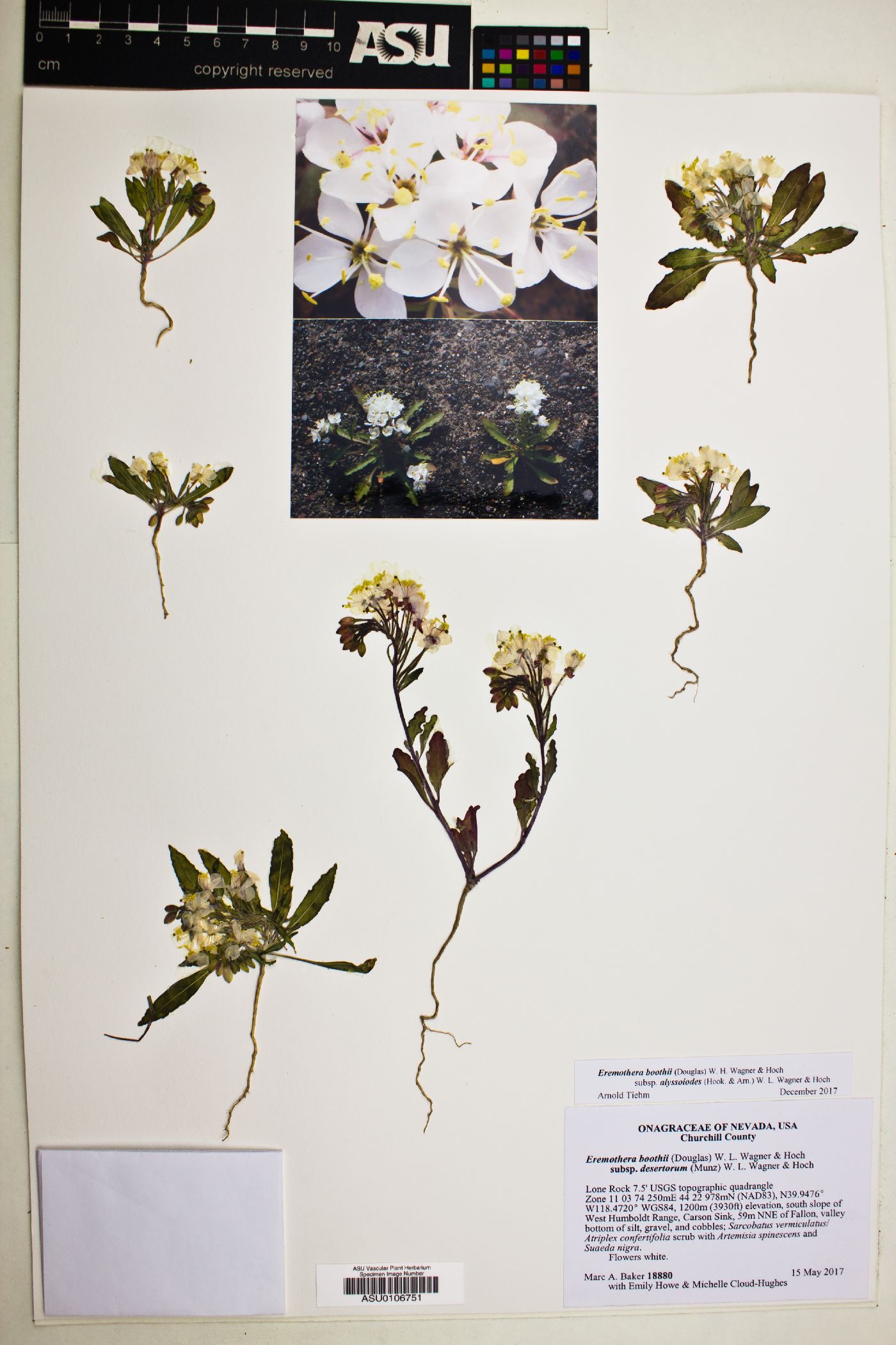 Eremothera boothii var. alyssoides image