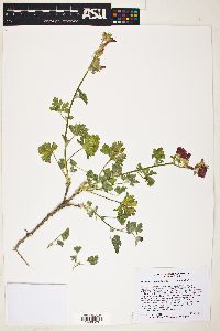 Sphaeralcea grossulariifolia image