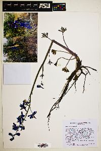 Delphinium andersonii image